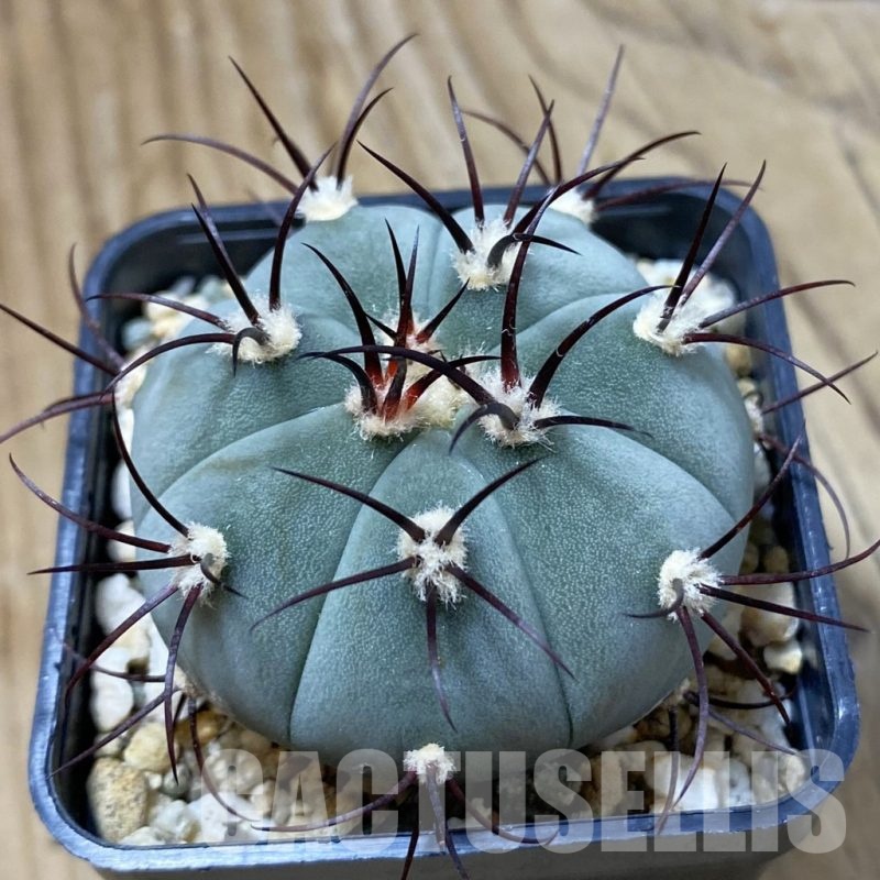 SH23251 Gymnocalycium cabreraense VOS 2122
