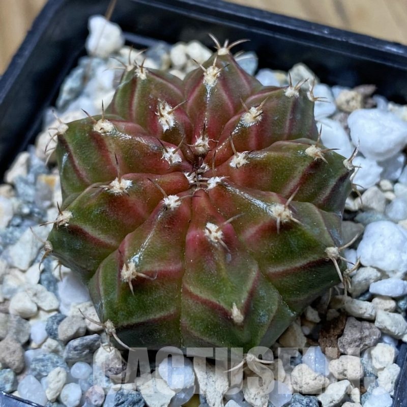 SH23252 Gymnocalycium mihanovichii ‘Neon’ hybrid, seedling