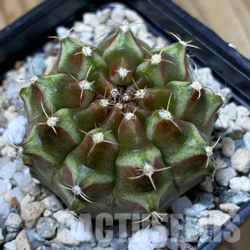 SH23253 Gymnocalycium mihanovichii ‘Neon’ hybrid, seedling