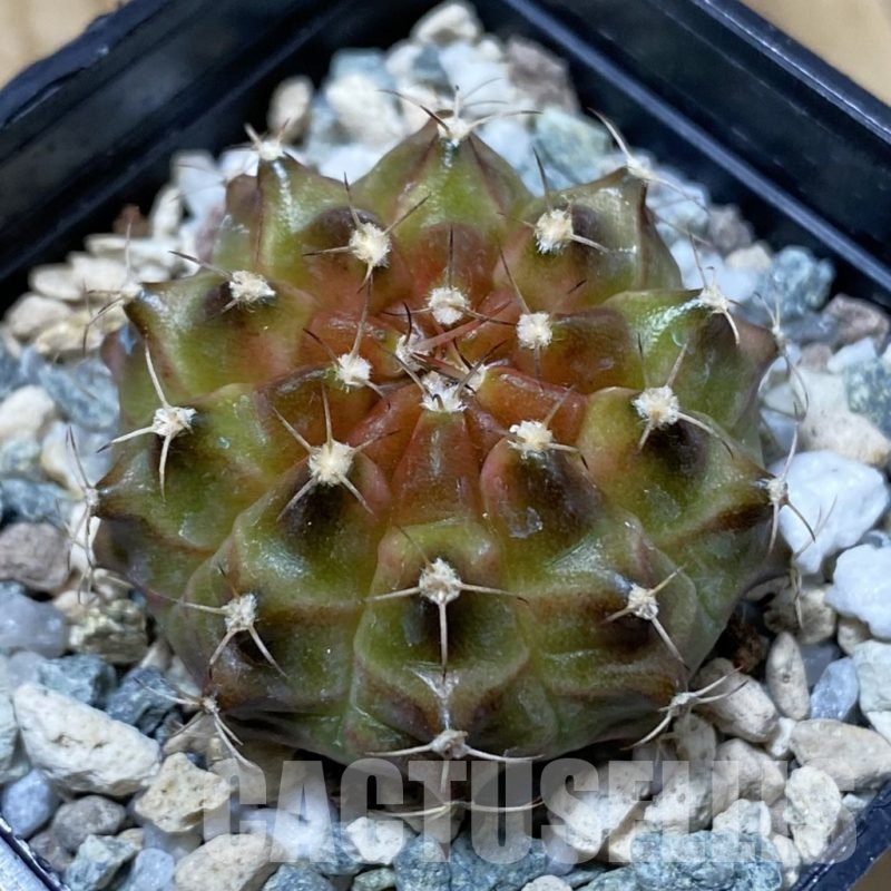 SH23254 Gymnocalycium mihanovichii ‘Neon’ hybrid, seedling