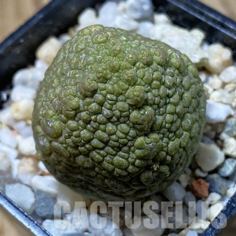 SH23189 Pseudolithos migiurtinus