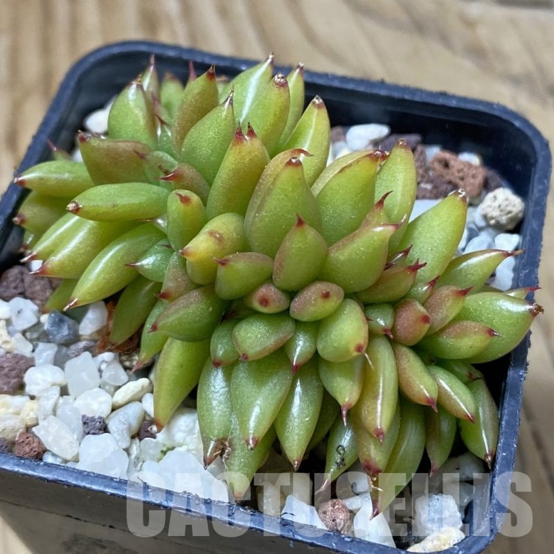 SH23195 Echeveria agavoides f. cristata