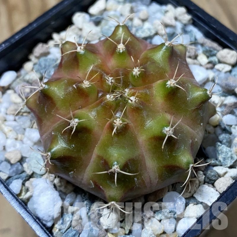 SH23255 Gymnocalycium mihanovichii ‘Neon’ hybrid, seedling