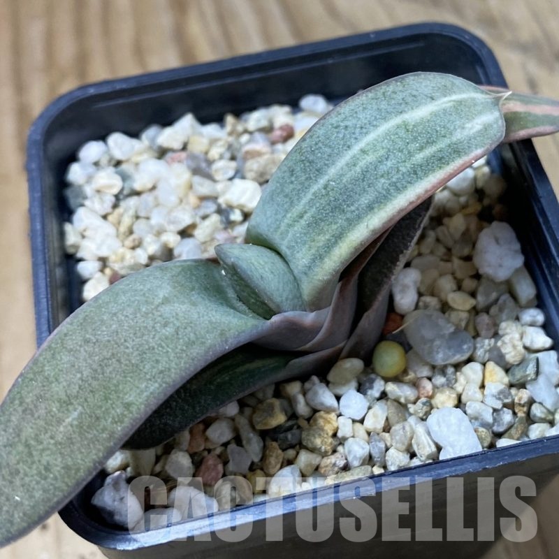 SH23196 Gasteria glauca hybrid f. variegata