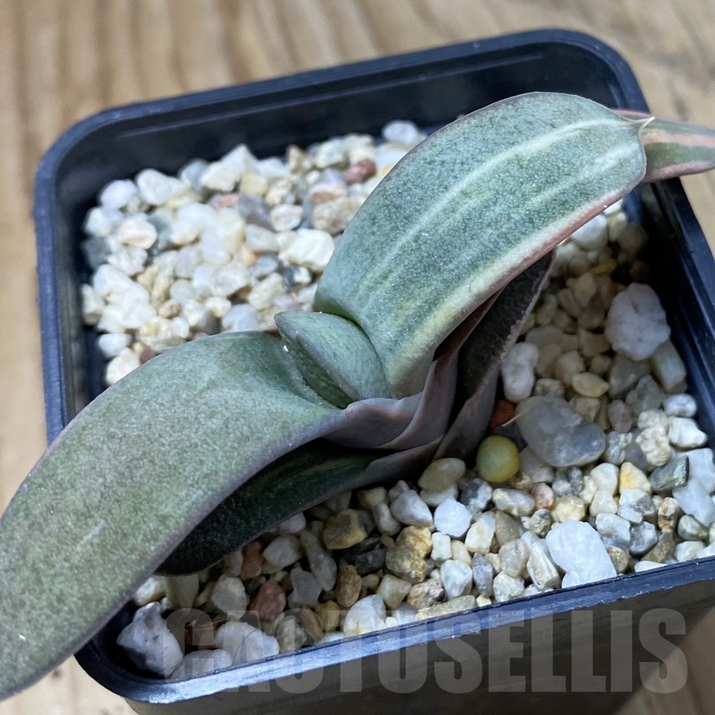 SH23196 Gasteria glauca hybrid f. variegata
