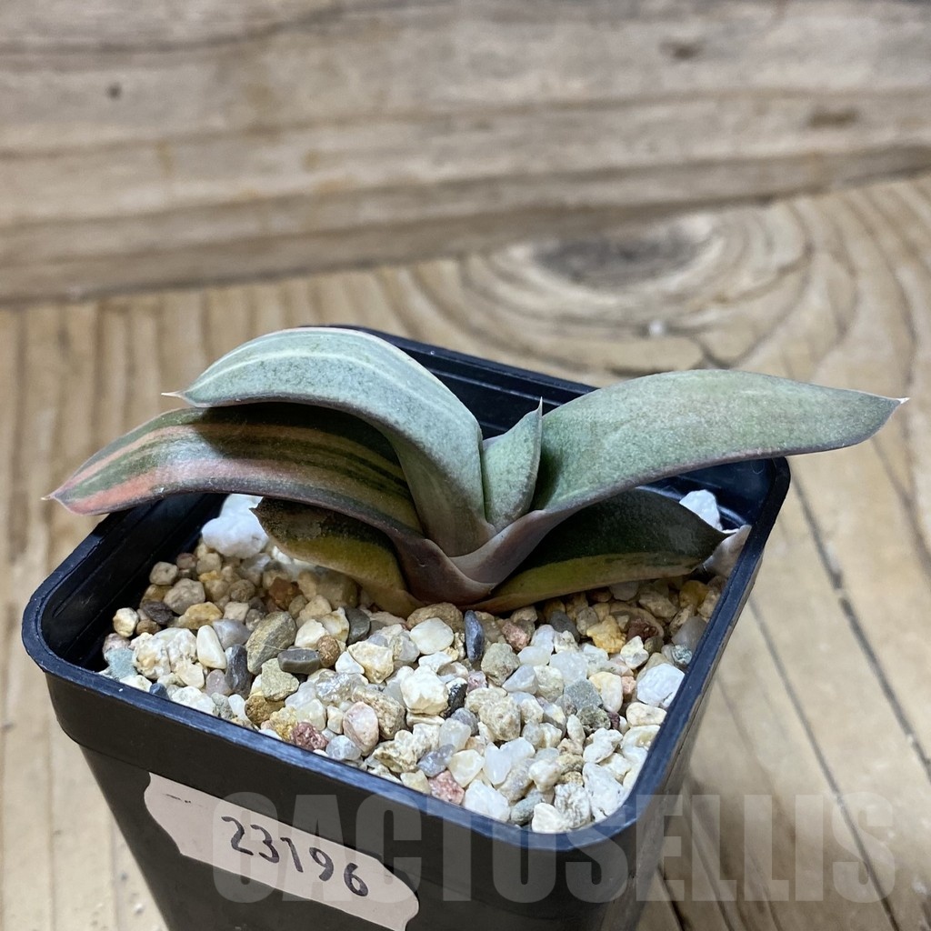 SH23196 Gasteria glauca hybrid f. variegata - Image 2