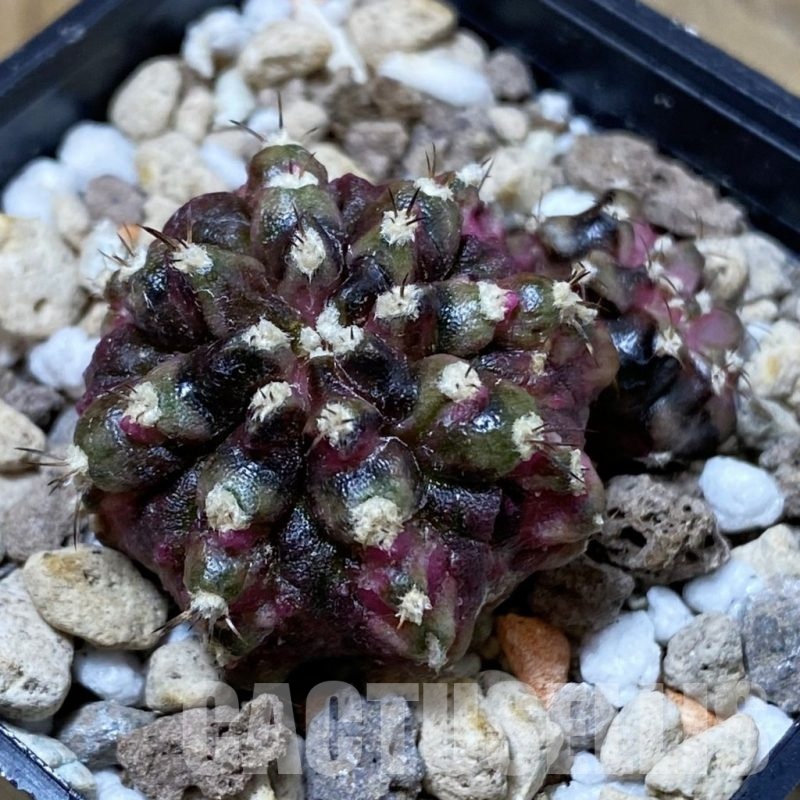 SH23198 Gymnocalycium mihanovichii 'T-Lux'
