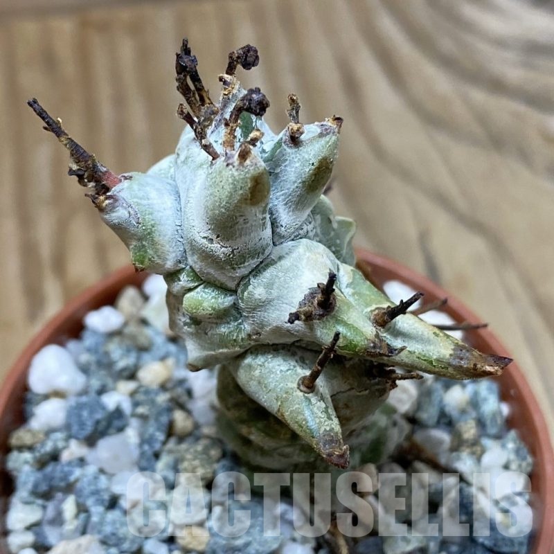 SH23200 Euphorbia horrida f. monstrosa