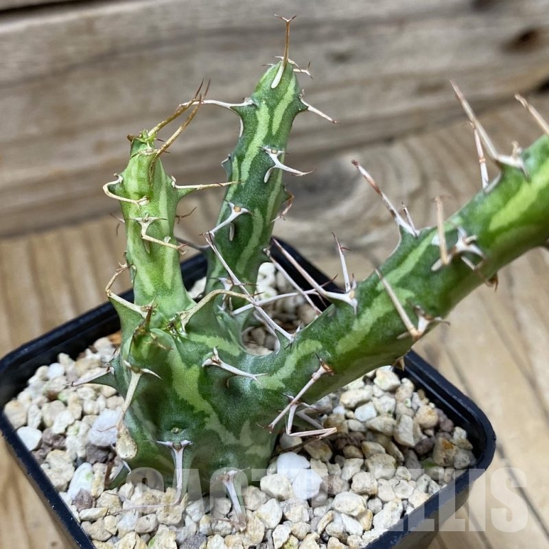 SH23201 Euphorbia schizacantha