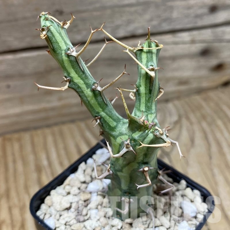 SH23202 Euphorbia schizacantha