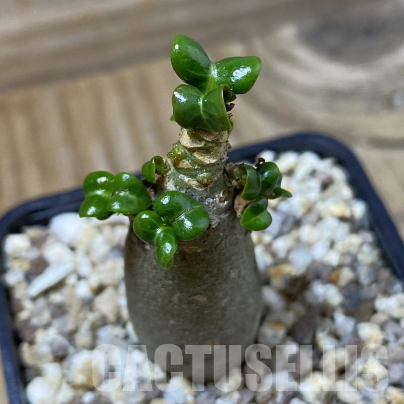 SH23203 Adenium arabicum DHA