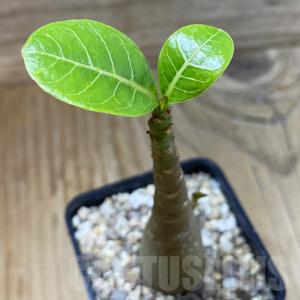 SH23204 Adenium arabicum ‘Black Body’