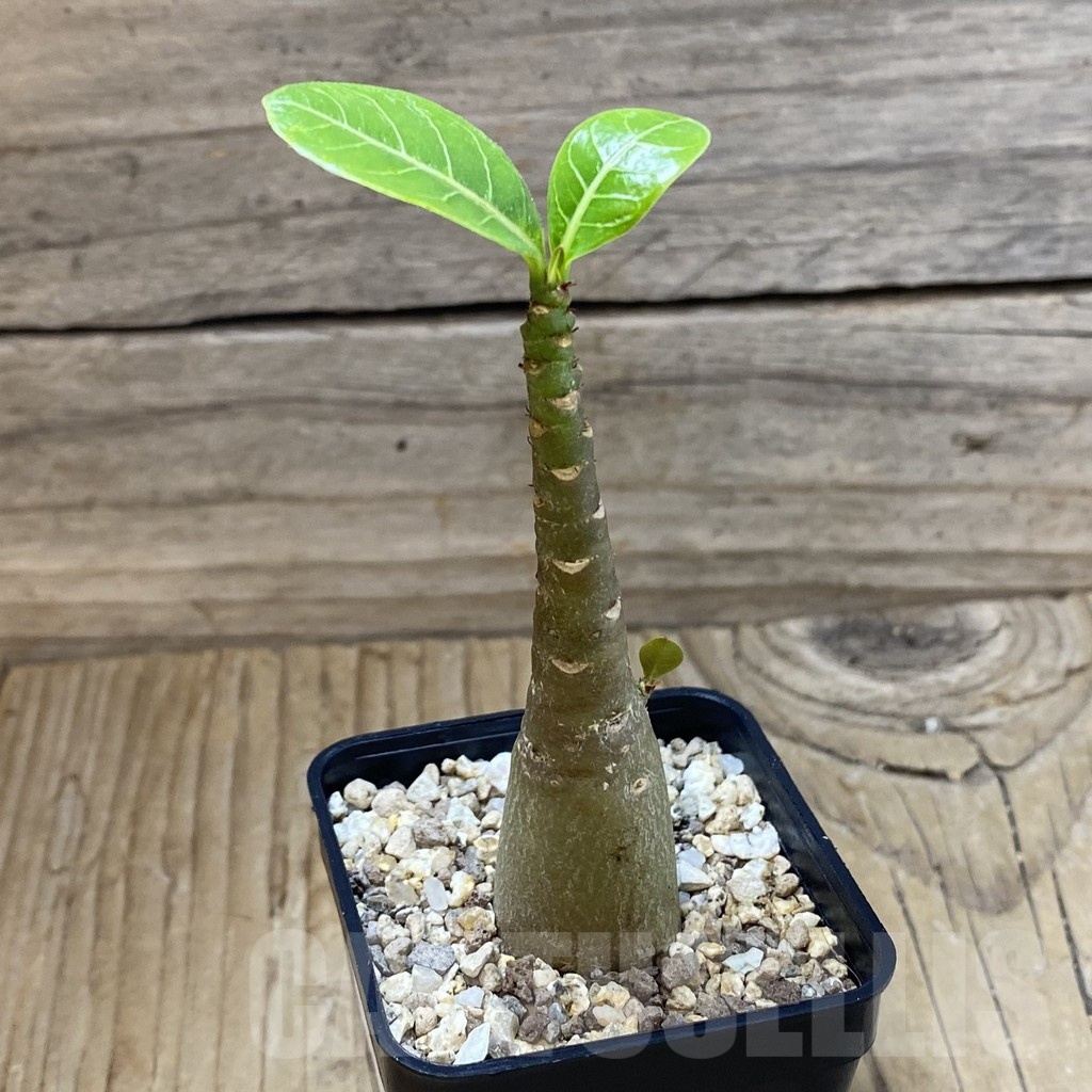 SH23204 Adenium arabicum ‘Black Body’ - Image 2
