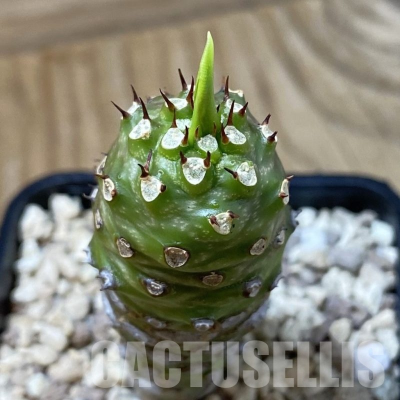 SH23207 Euphorbia pachypodioides