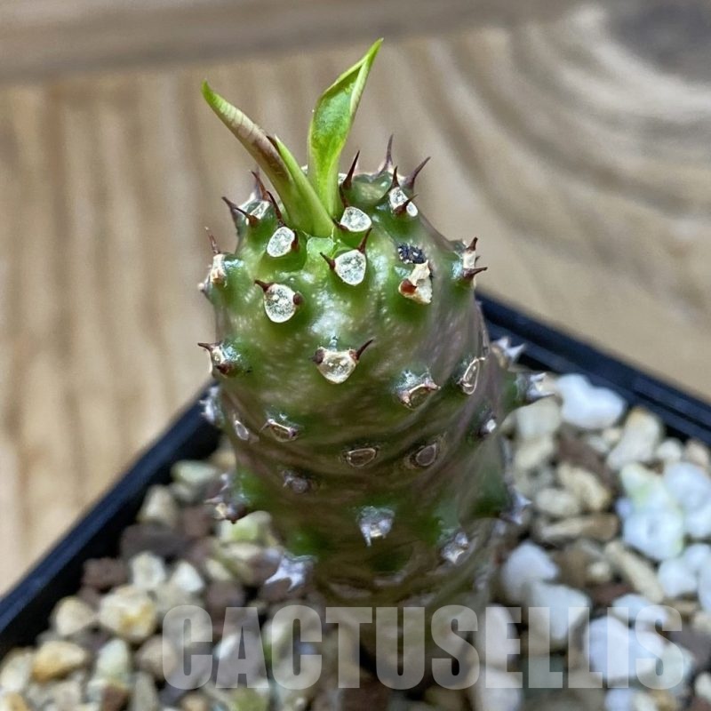 SH23208 Euphorbia pachypodioides