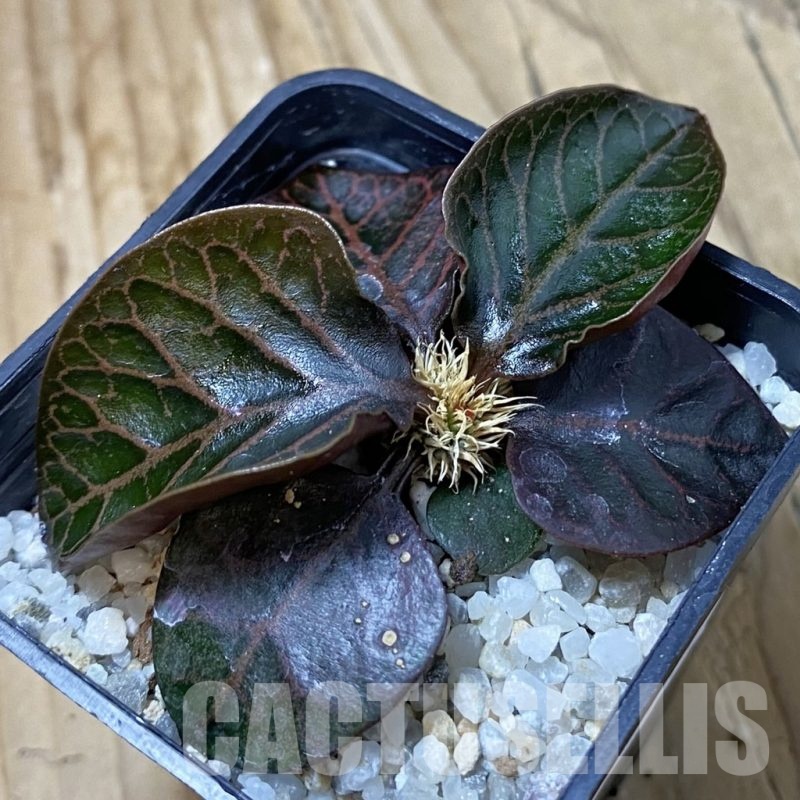 SH23211 Euphorbia francoisii hybrid