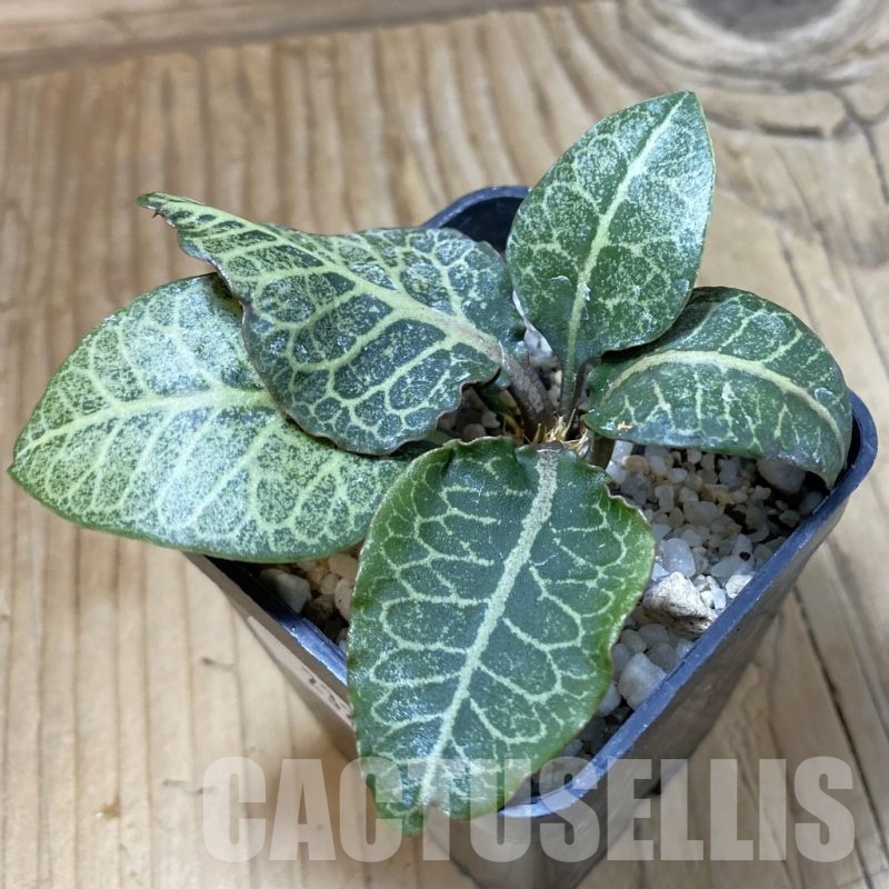 SH23212 Euphorbia francoisii hybrid