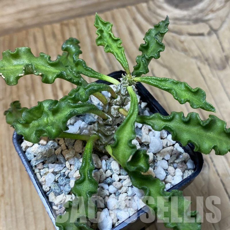 SH23213 Euphorbia decaryi v. spirosticha