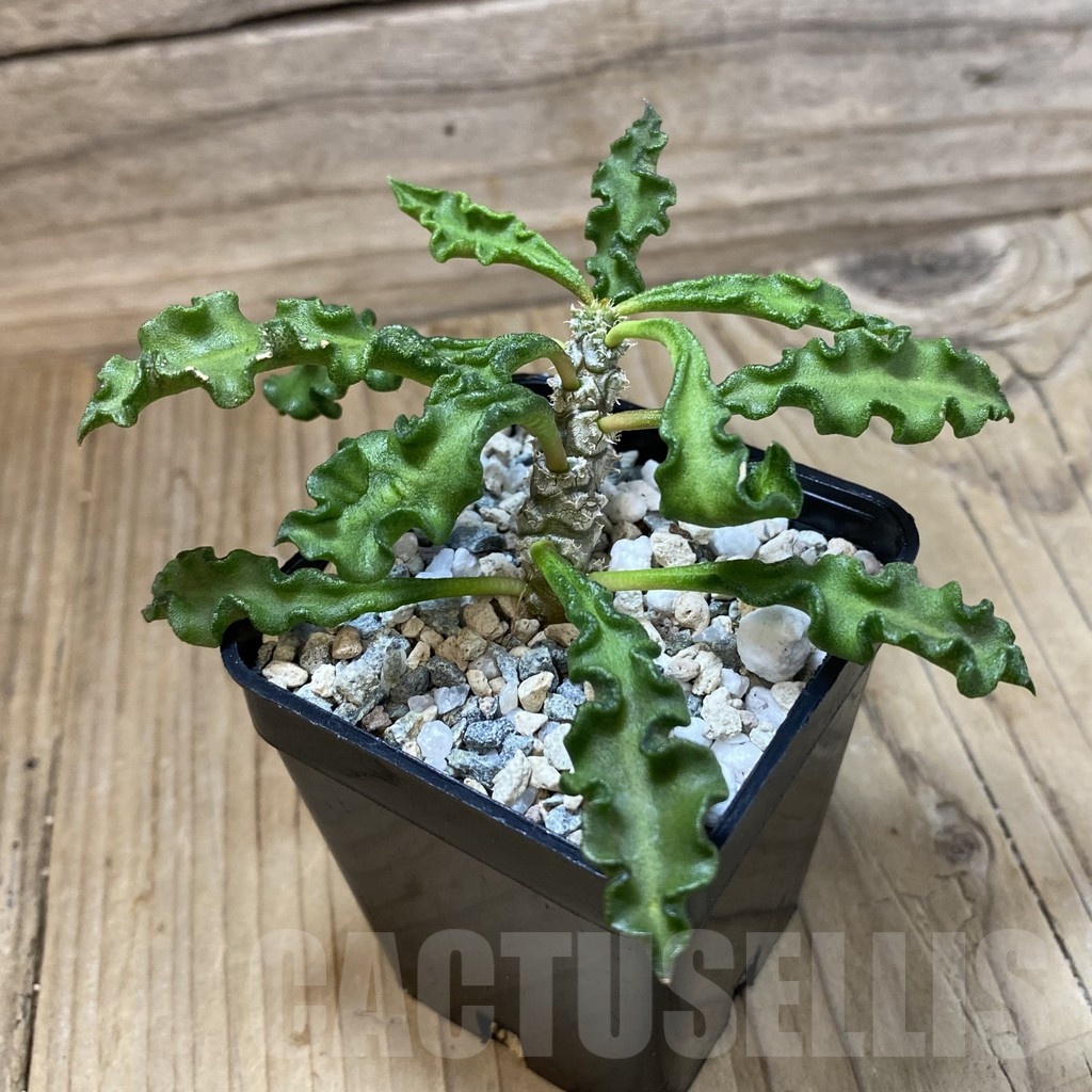 SH23213 Euphorbia decaryi v. spirosticha - Image 2