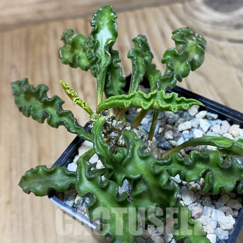 SH23214 Euphorbia decaryi v. spirosticha