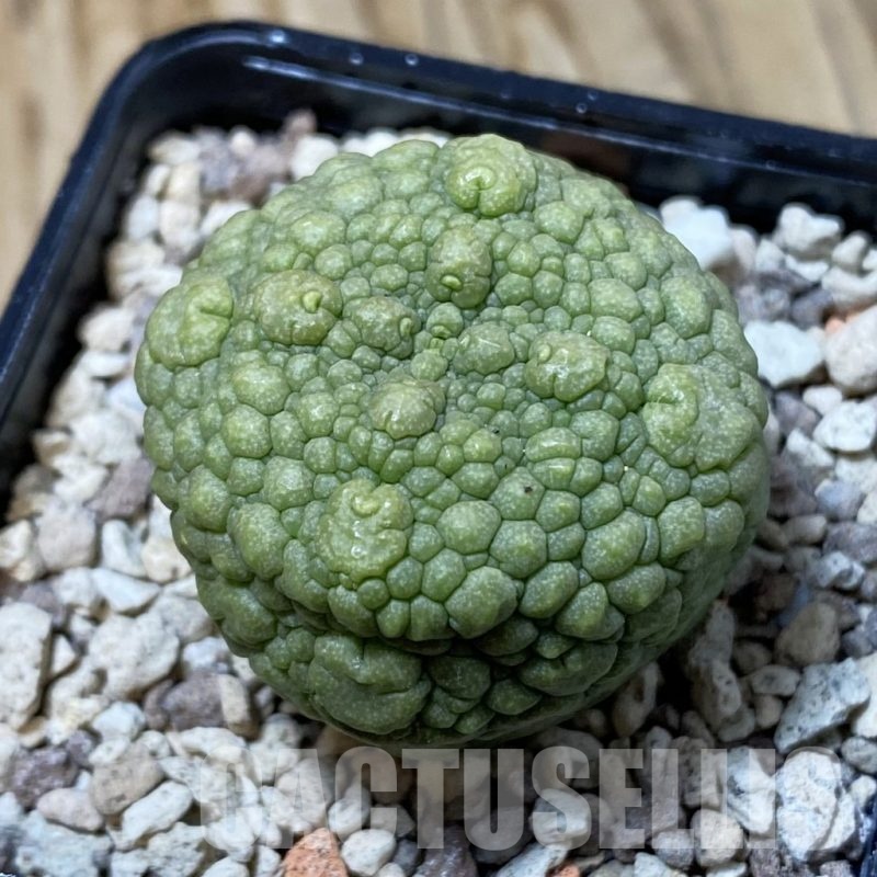 SH23191 Pseudolithos migiurtinus