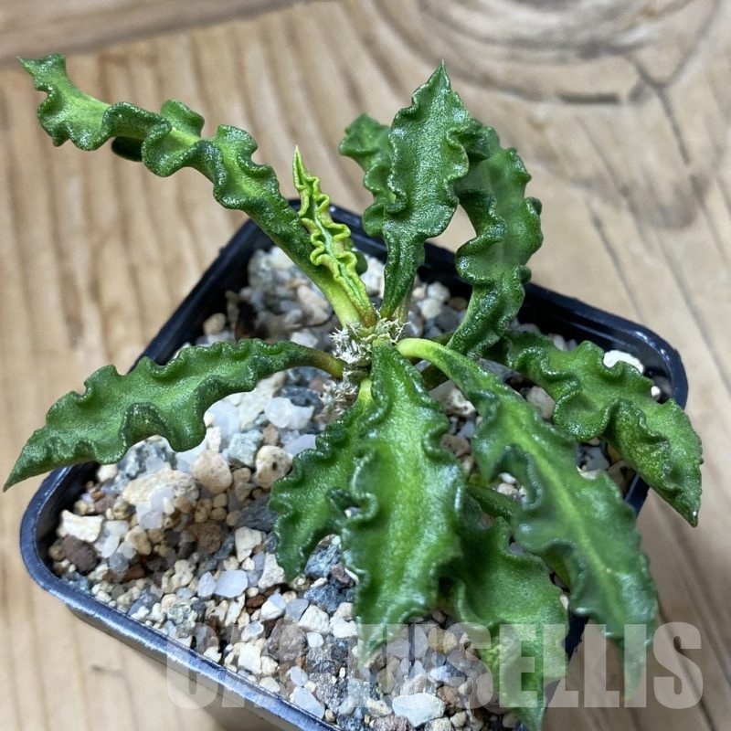 SH23215 Euphorbia decaryi v. spirosticha