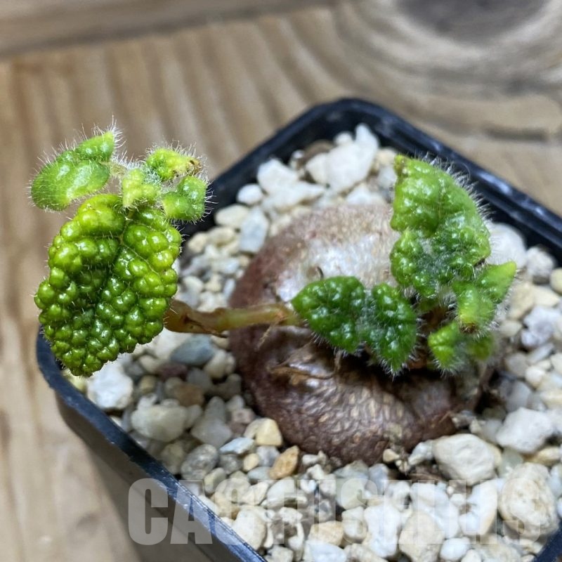 SH23219 Sinningia bullata