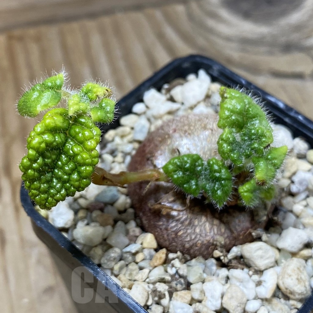 SH23219 Sinningia bullata