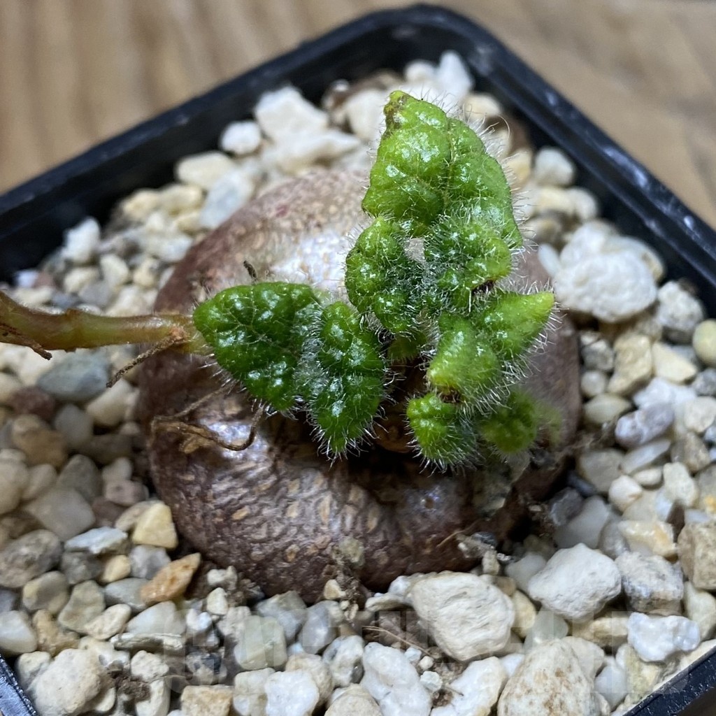 SH23219 Sinningia bullata - Image 2