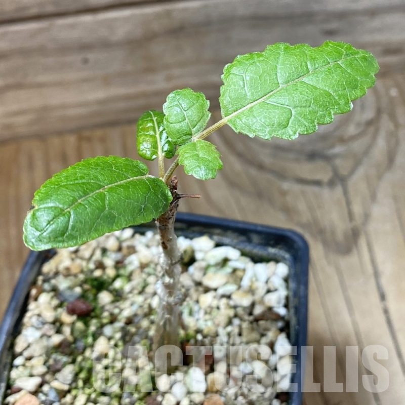 SH23221 Boswellia popoviana -Red flower-