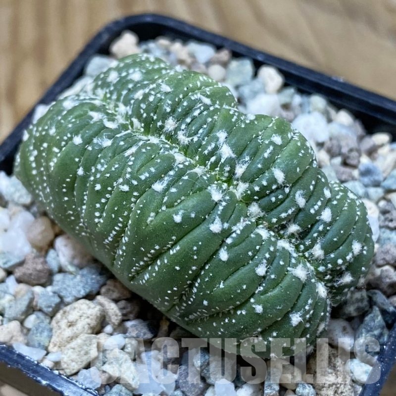 SH23291 Astrophytum asterias f. cristata, seedling