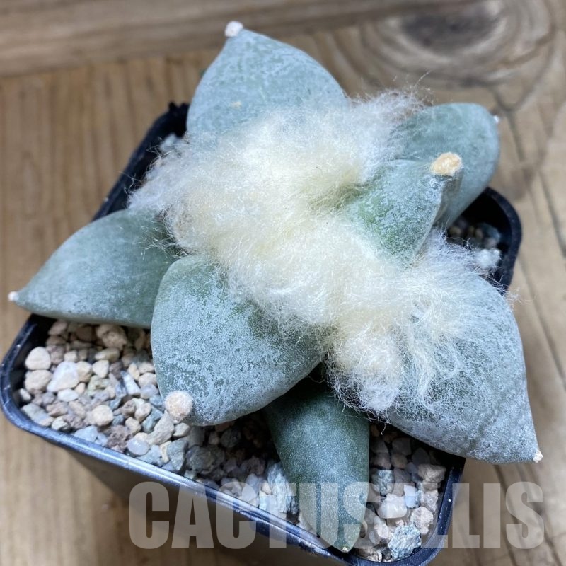 SH23260 Ariocarpus retusus hybrid, seedling, own roots