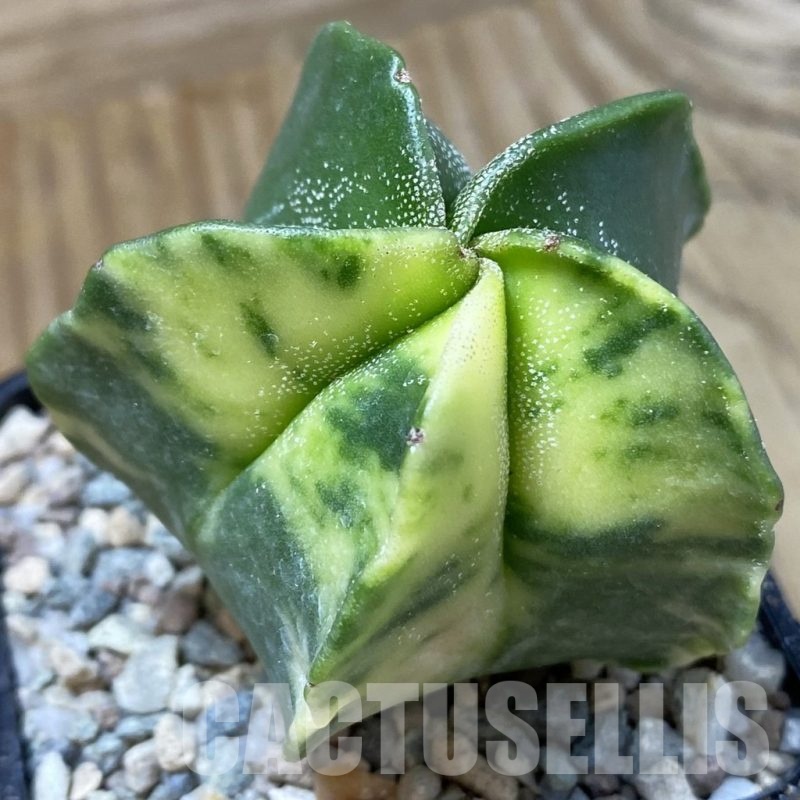 SH23295 Astrophytum myriostigma f. variegata