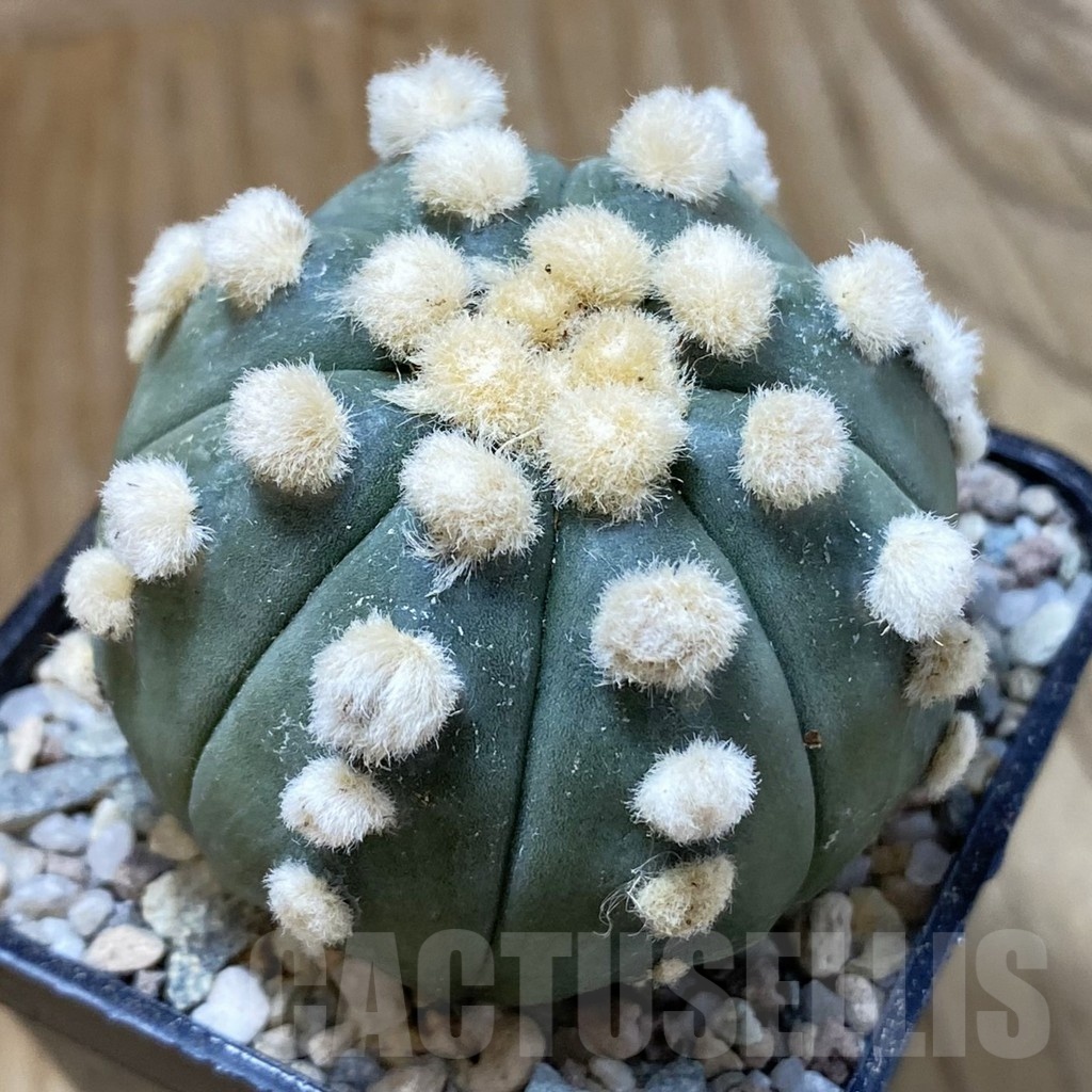 SH23296 Astrophytum asterias ‘Ooibo’