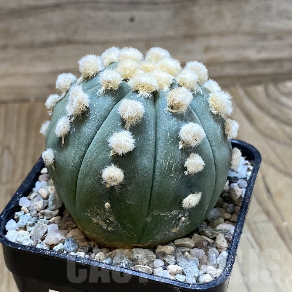 SH23296 Astrophytum asterias ‘Ooibo’ - Image 2