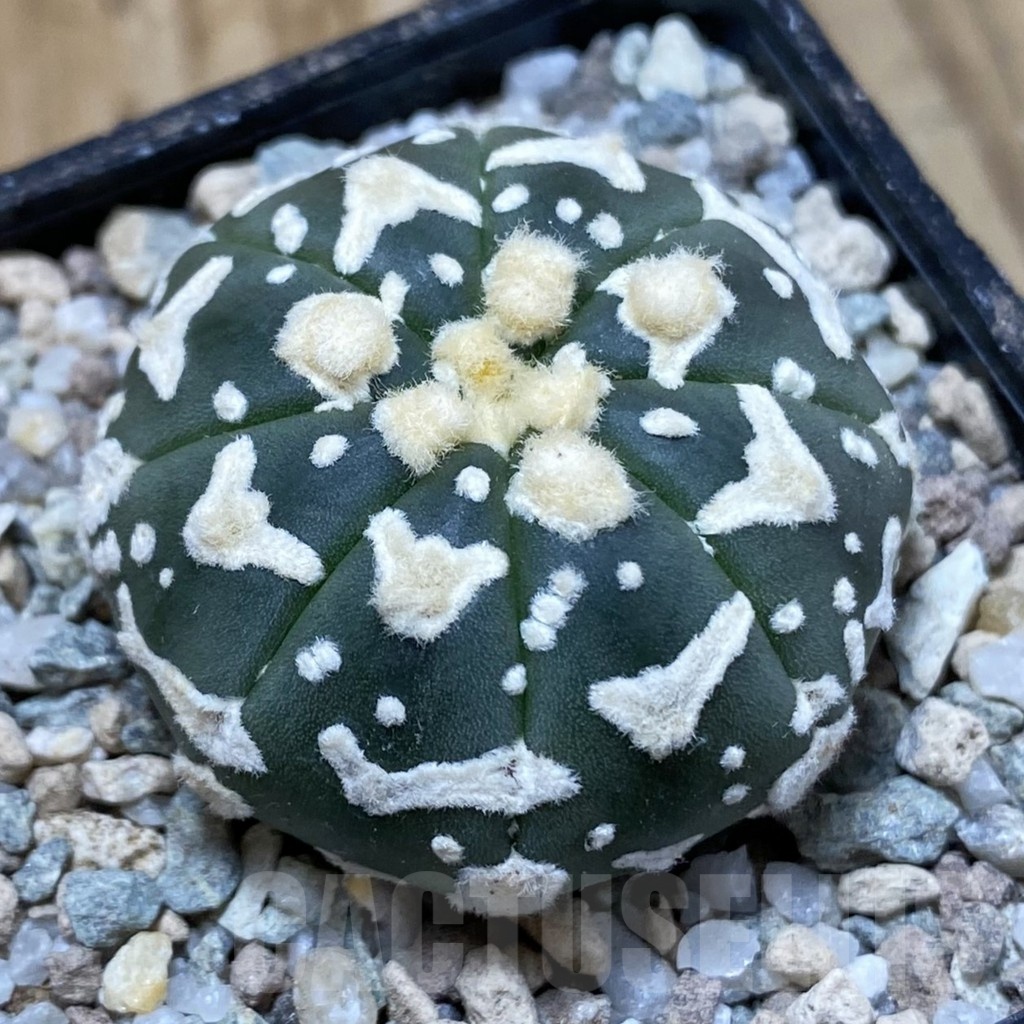 SH23297 Astrophytum asterias ‘Super Kabuto’ V-type f. nudum