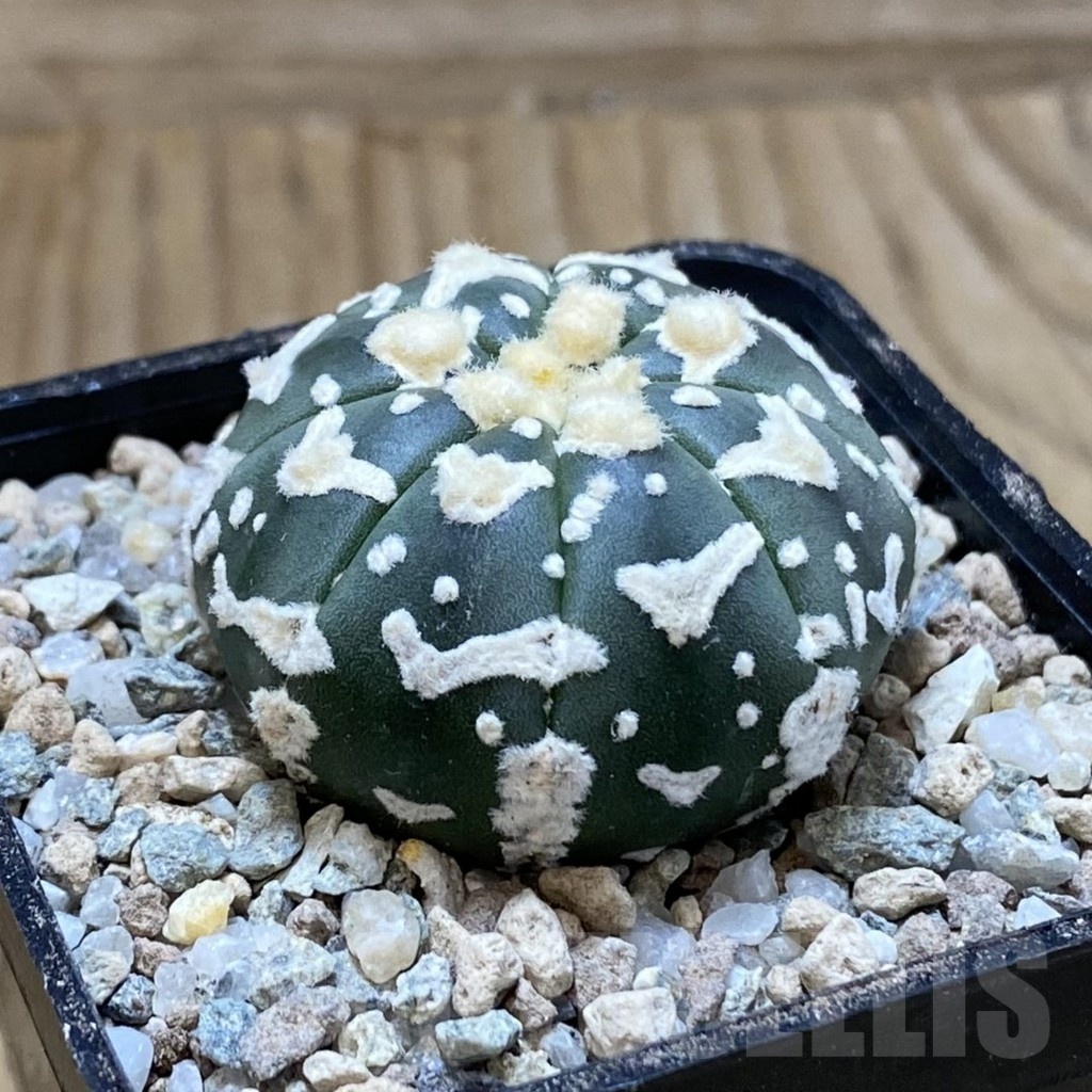 SH23297 Astrophytum asterias ‘Super Kabuto’ V-type f. nudum - 画像 (2)