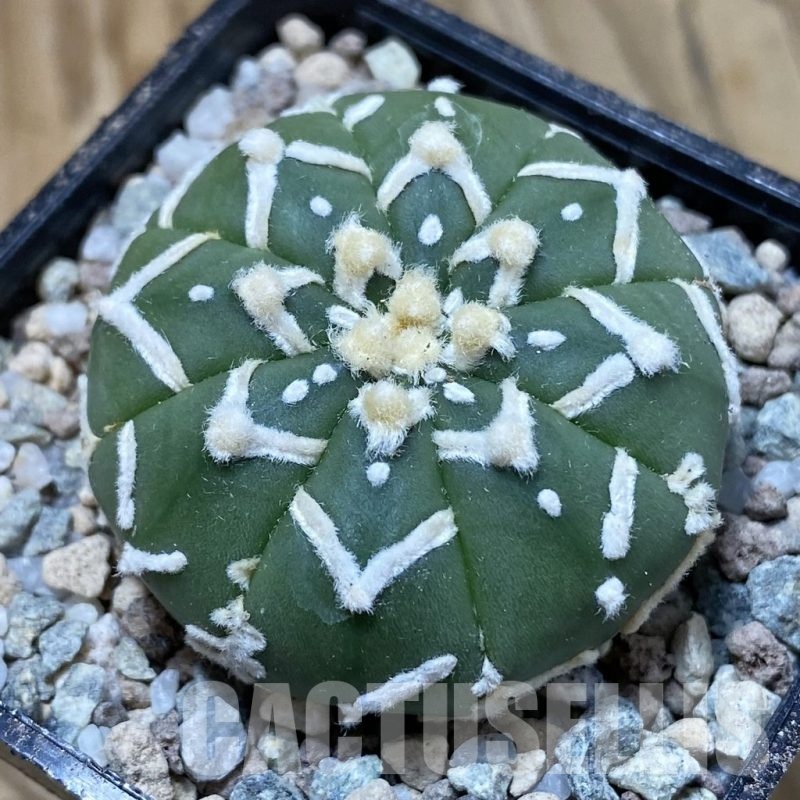 SH23299 Astrophytum asterias ‘Super Kabuto’ V-type f. nudum