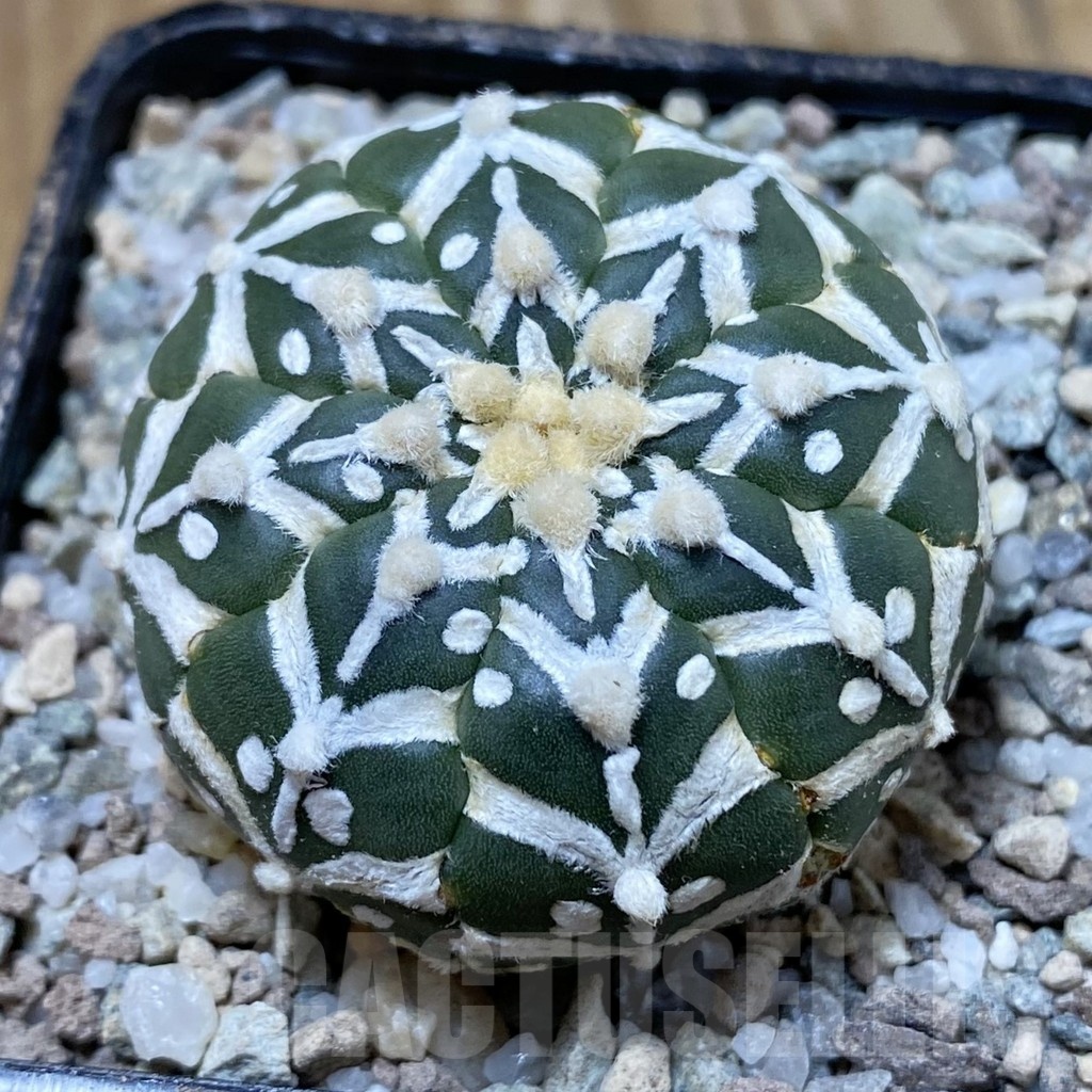 SH23300 Astrophytum asterias ‘Super Kabuto’ V-type f. nudum