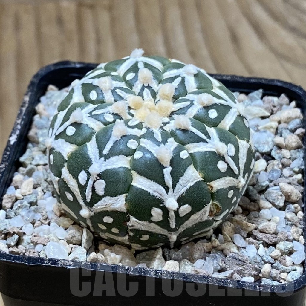 SH23300 Astrophytum asterias ‘Super Kabuto’ V-type f. nudum - Image 2