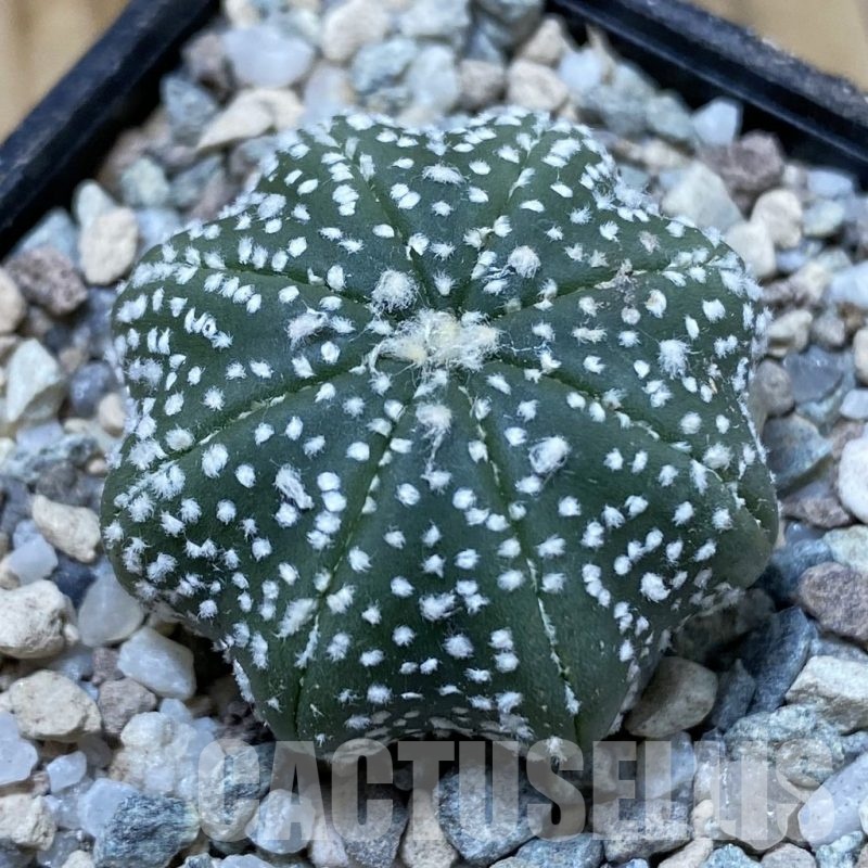 SH23302 Astrophytum asterias ‘Star Shape’
