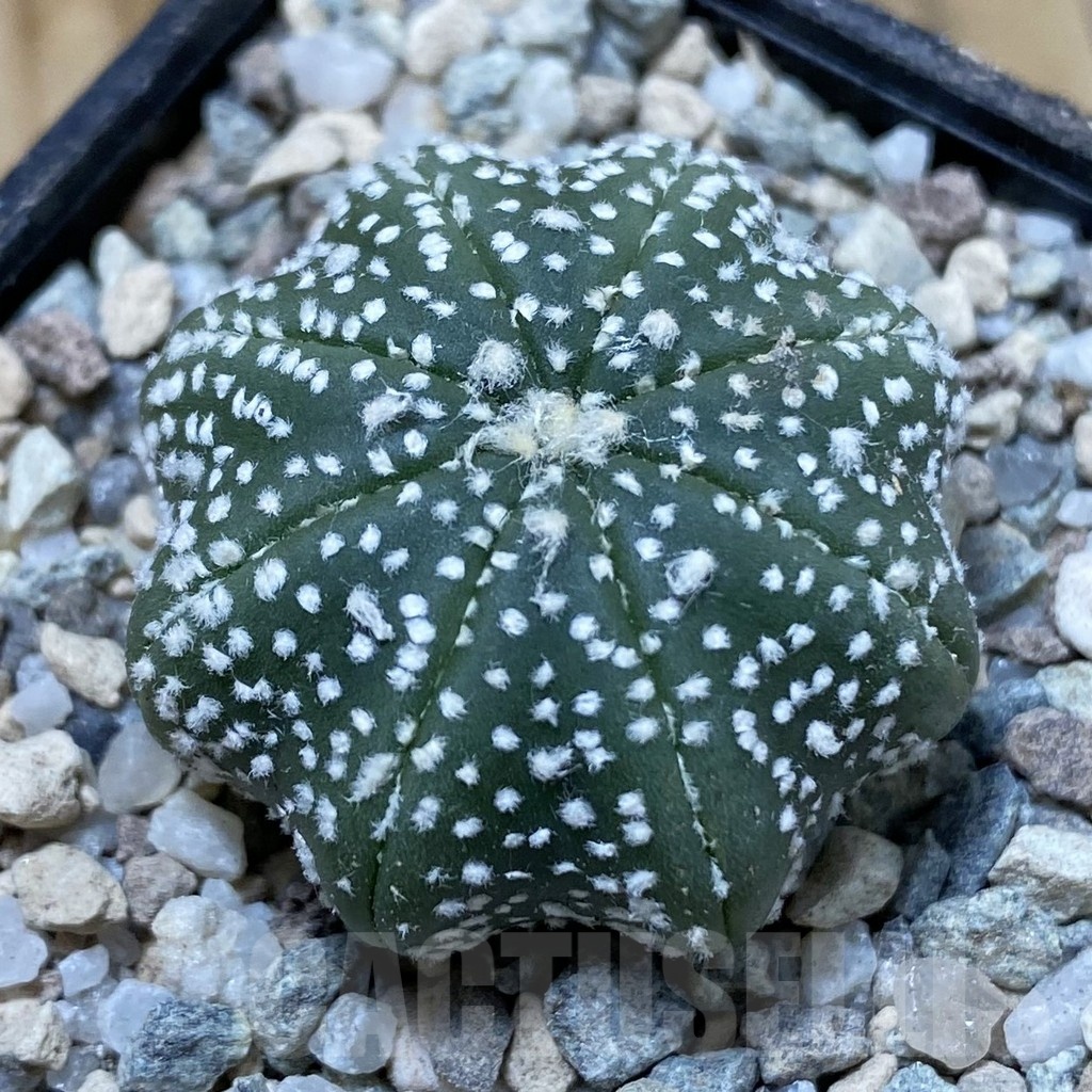 SH23302 Astrophytum asterias ‘Star Shape’