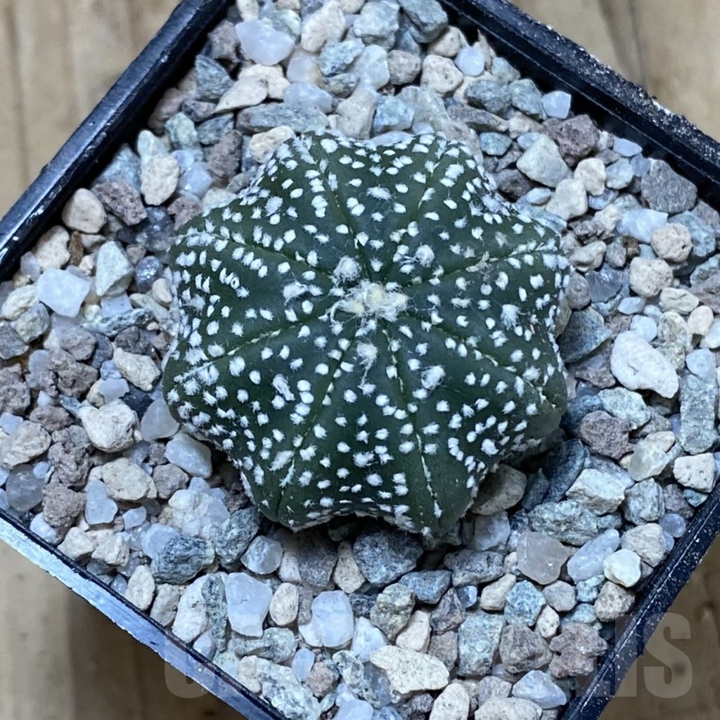 SH23302 Astrophytum asterias ‘Star Shape’ - Image 2