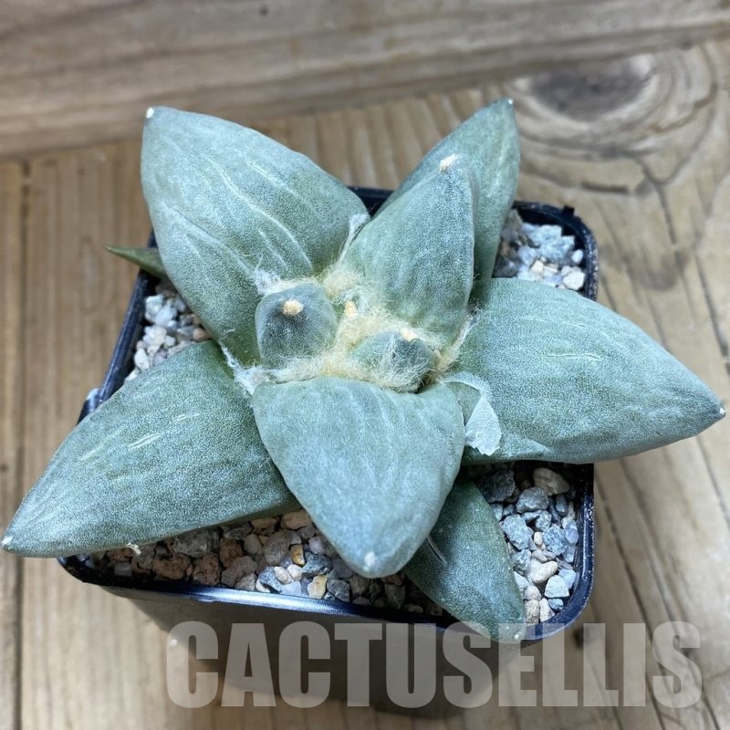 SH23261 Ariocarpus retusus hybrid, seedling, own roots