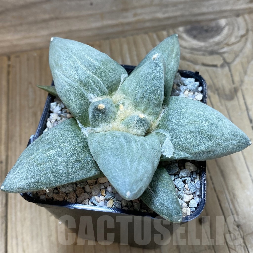 SH23261 Ariocarpus retusus hybrid, seedling, own roots