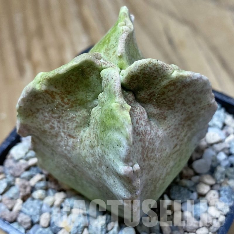 SH23304 Whitesloanea crassa