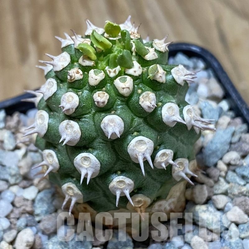 SH23305 Euphorbia 'Tom' venenifica x gymnocalycioides