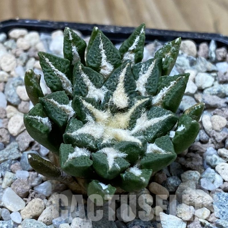 SH23306 Ariocarpus kotschoubeyanus hybrid, own roots
