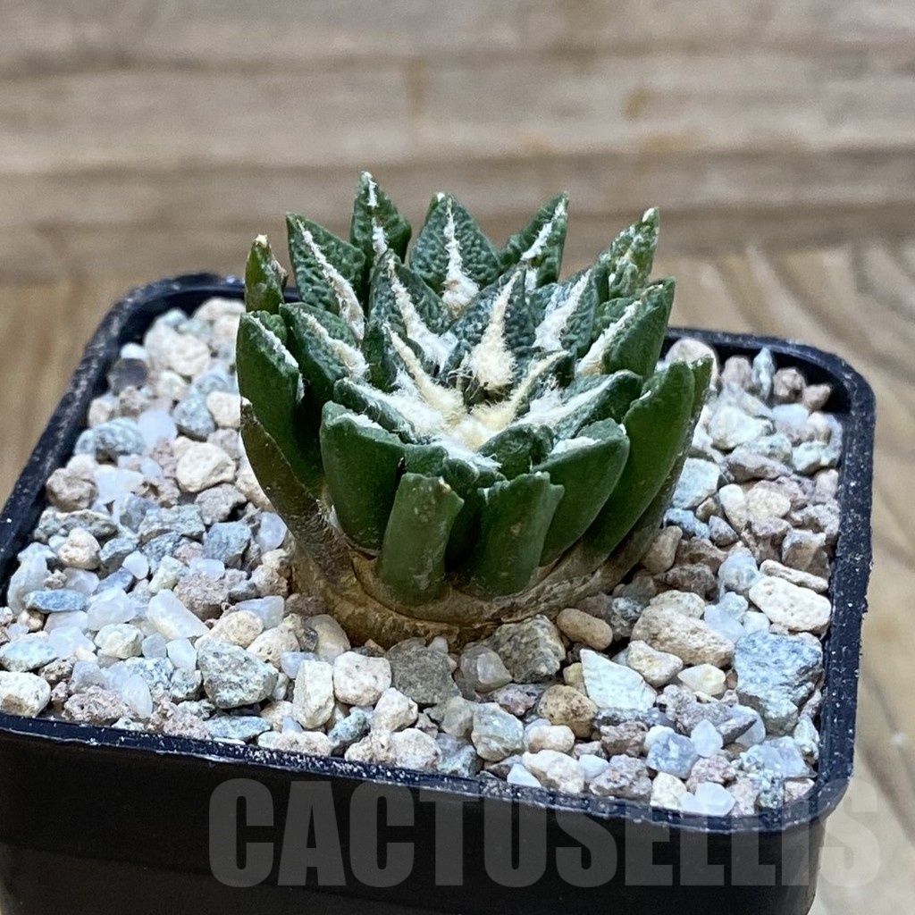 SH23306 Ariocarpus kotschoubeyanus hybrid, own roots - Image 2