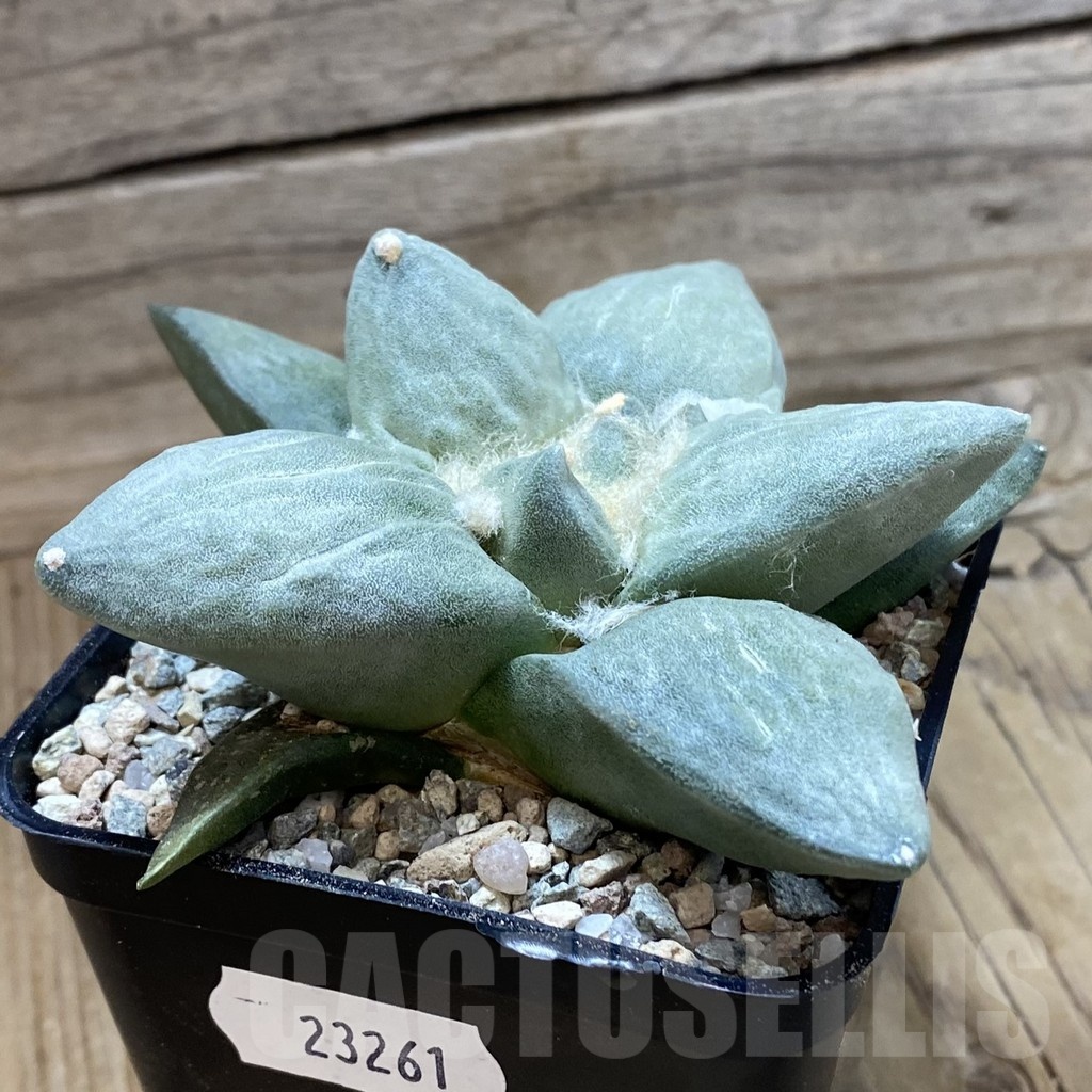 SH23261 Ariocarpus retusus hybrid, seedling, own roots - Image 2